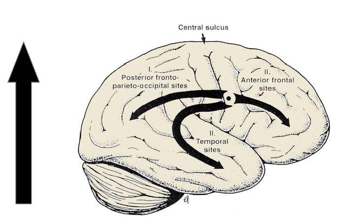 proceso de mielinización en el neurodesarrollo neuroclass