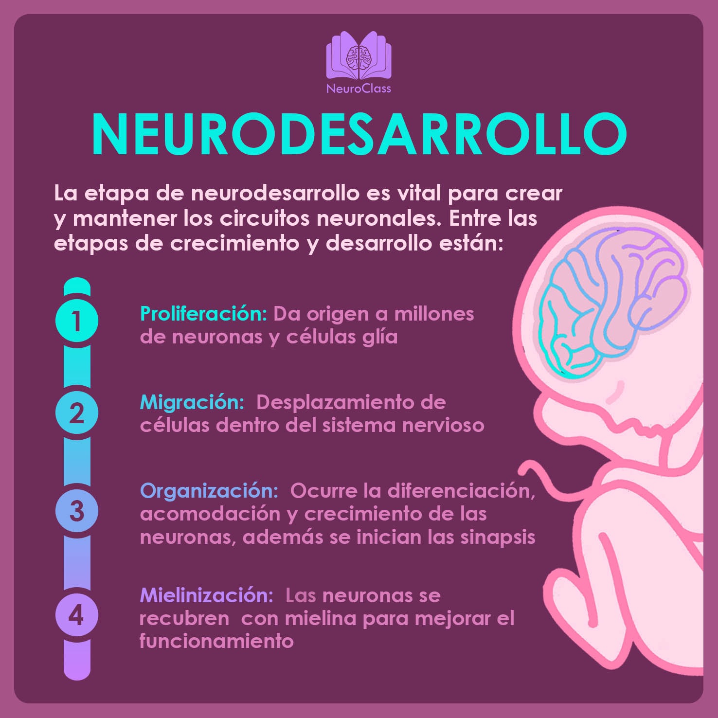 Desarrollo Cerebral En Los Primeros Años De Vida - NeuroClass