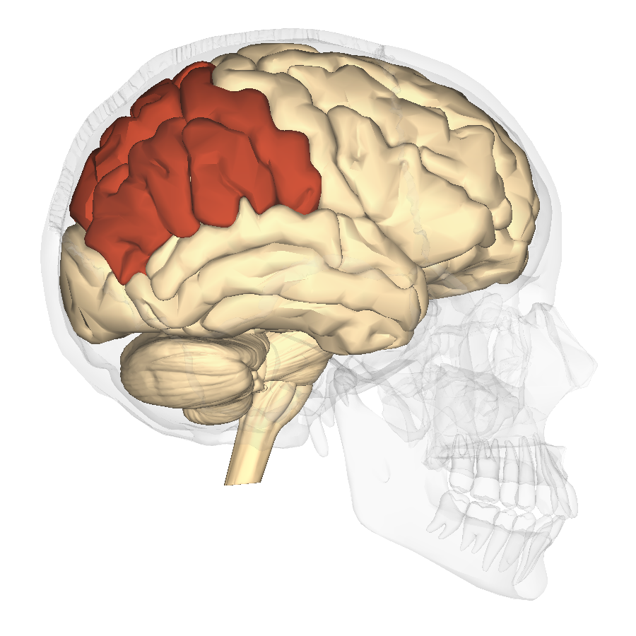 Apraxias ¿qué Son Y Cómo Se Abordan Neuroclass