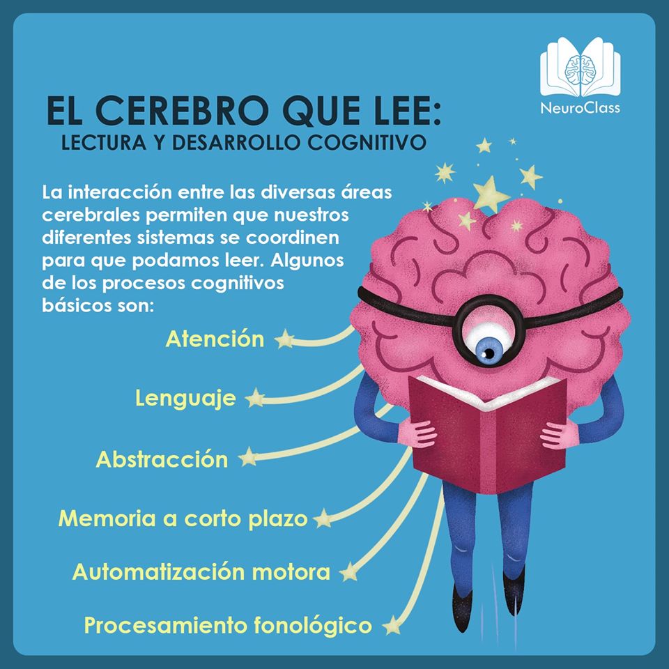 El Cerebro Que Lee Lectura Y Desarrollo Cognitivo Neuroclass 0740