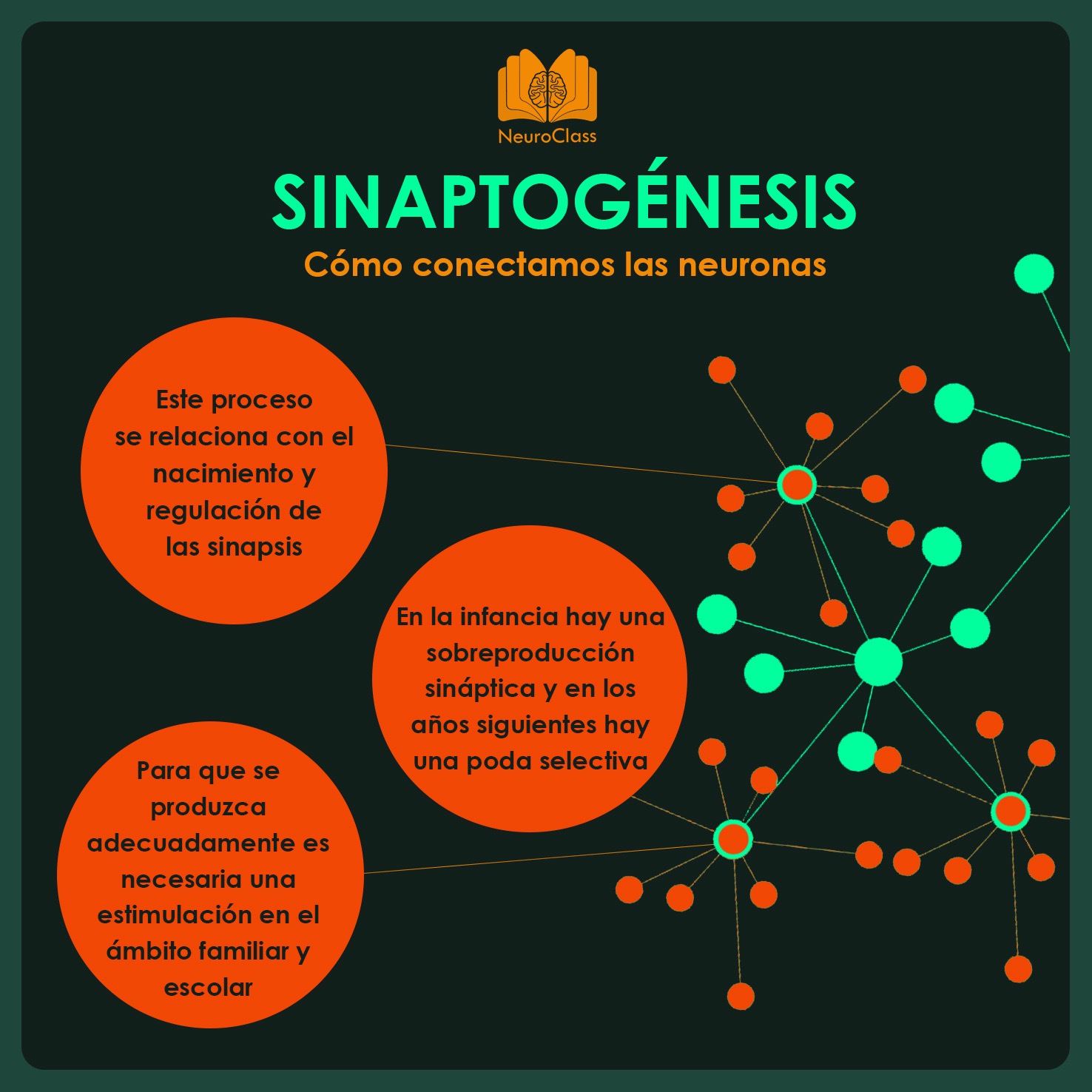 Sinaptogénesis Cómo Conectamos Las Neuronas Neuroclass