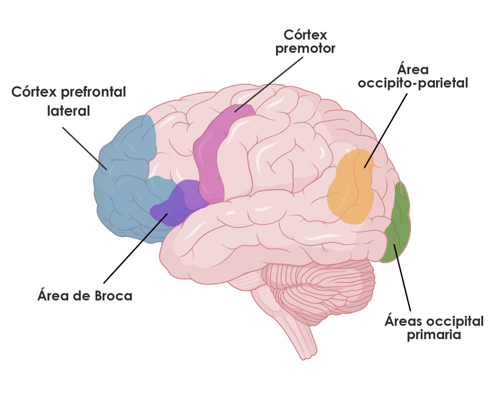 Bases neuropsicológicas de la Lectura - Estructuras - NeuroClass
