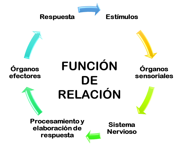 Sistema Nervioso: Lo Que No Debes Olvidar - NeuroClass