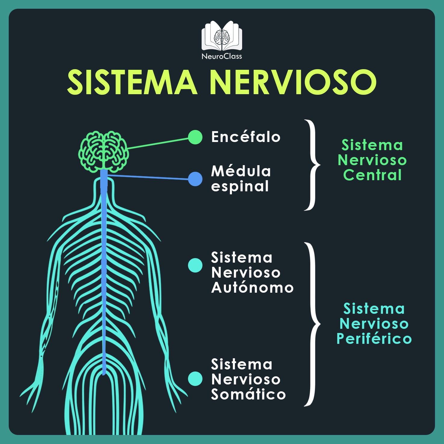 Diagrama De Sistema Nervioso