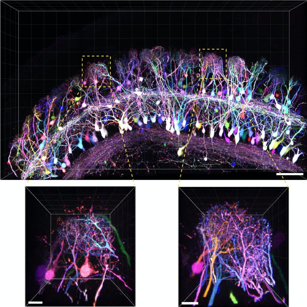 Tetbow: Cableado cerebral. Imagen obtenida de Sakaguchi et al. (2018).