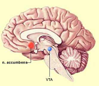 Nucleo-Accumbens-y-AVT-Sistema de recompensa cerebral-NeuroClass