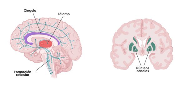 Atención en el aprendizaje: Una base para la educación - NeuroClass