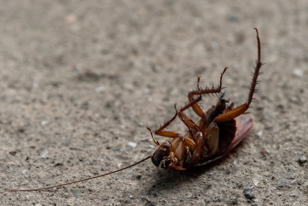Fobia a las cucarachas: Impacto en el cerebro