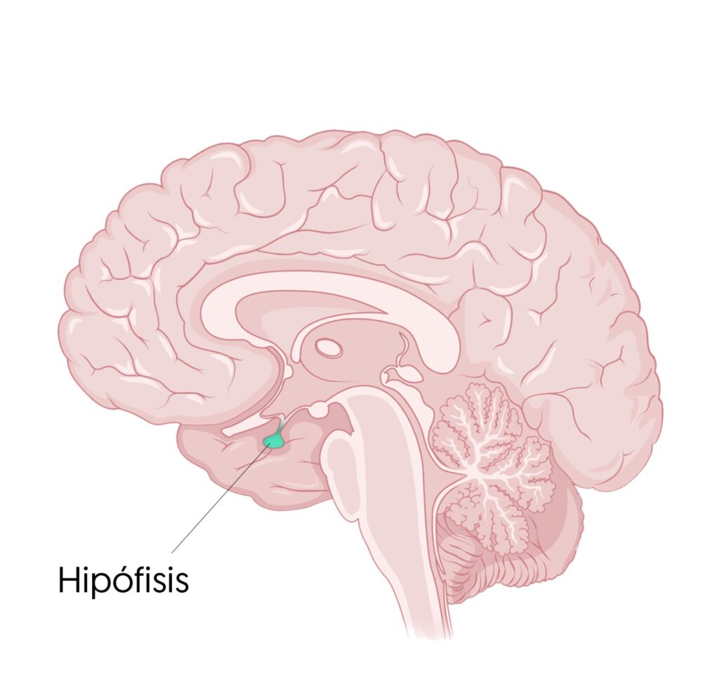 La Hipófisis Y Su Rol En El Desarrollo - NeuroClass