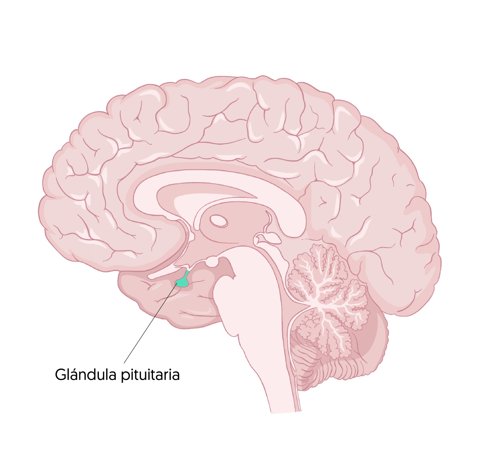 Glándula pituitaria Trastornos y enfermedades NeuroClass