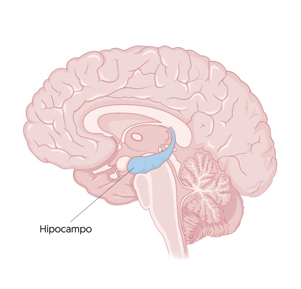 funciones del mapa cerebral