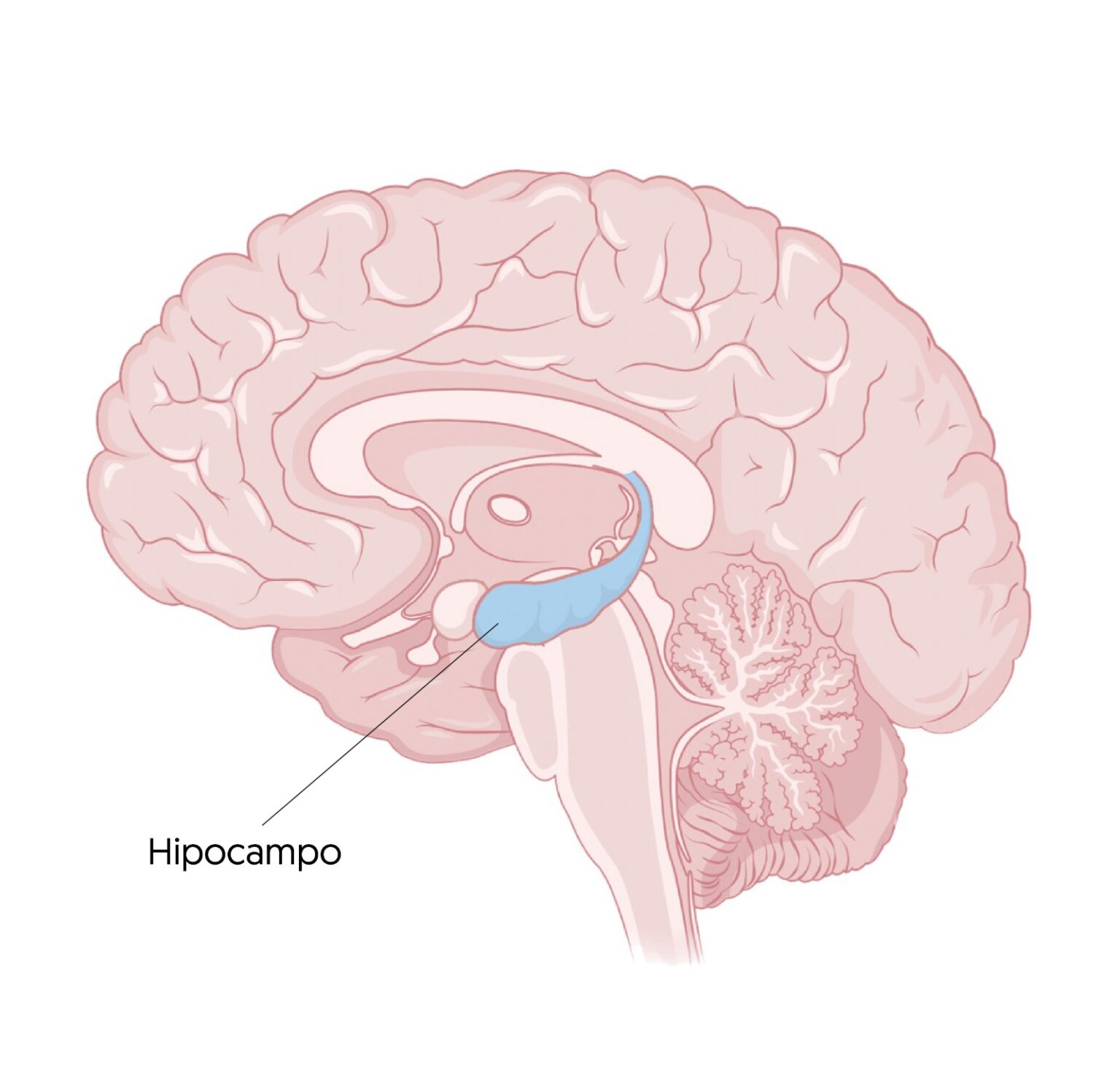 Hipocampo y orientación espacial: ¿Un mapa en el cerebro? - NeuroClass