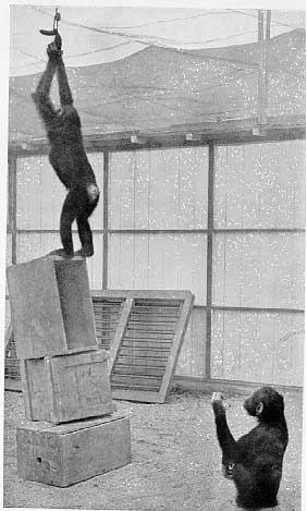 Wolfgang Kohler y el experimento de los chimpancés: insight