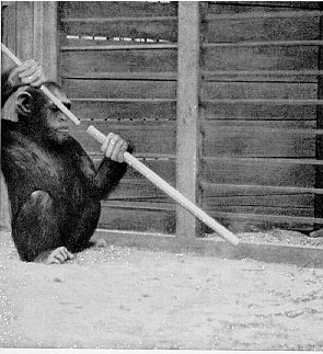 Wolfgang Kohler y el experimento de los chimpancés: Sultan