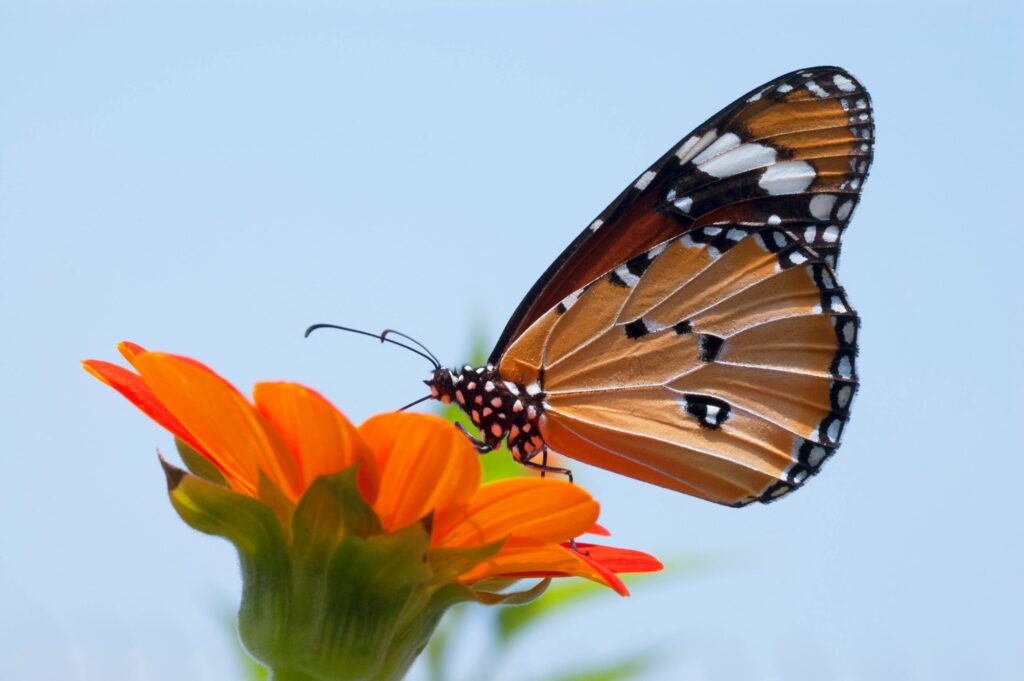 detalle, psicología, efectos, origen del efecto mariposa, efecto mariposa, el efecto mariposa, gesto, filosofía